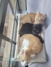 Meowsala photo 4