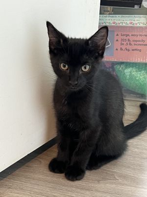 Sir Whiskers, Adult Male unknown