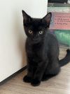 Sir Whiskers photo 1