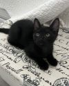 Sir Whiskers photo 2