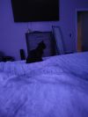 Sir Whiskers photo 6