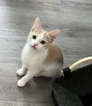 Purrscilla, Adult Female unknown