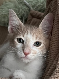 Meowington, Adult Male unknown