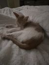 Meowington photo 2