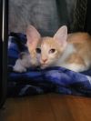 Meowington photo 4