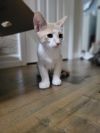 Meowington photo 5