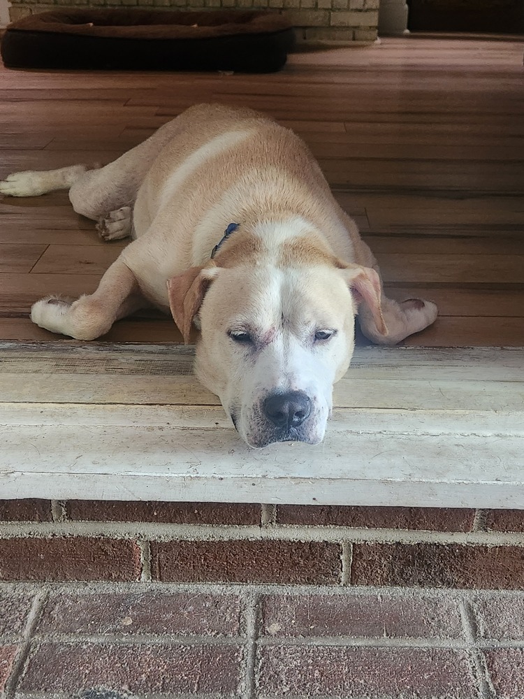 Sammy
