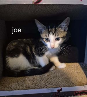 Joe