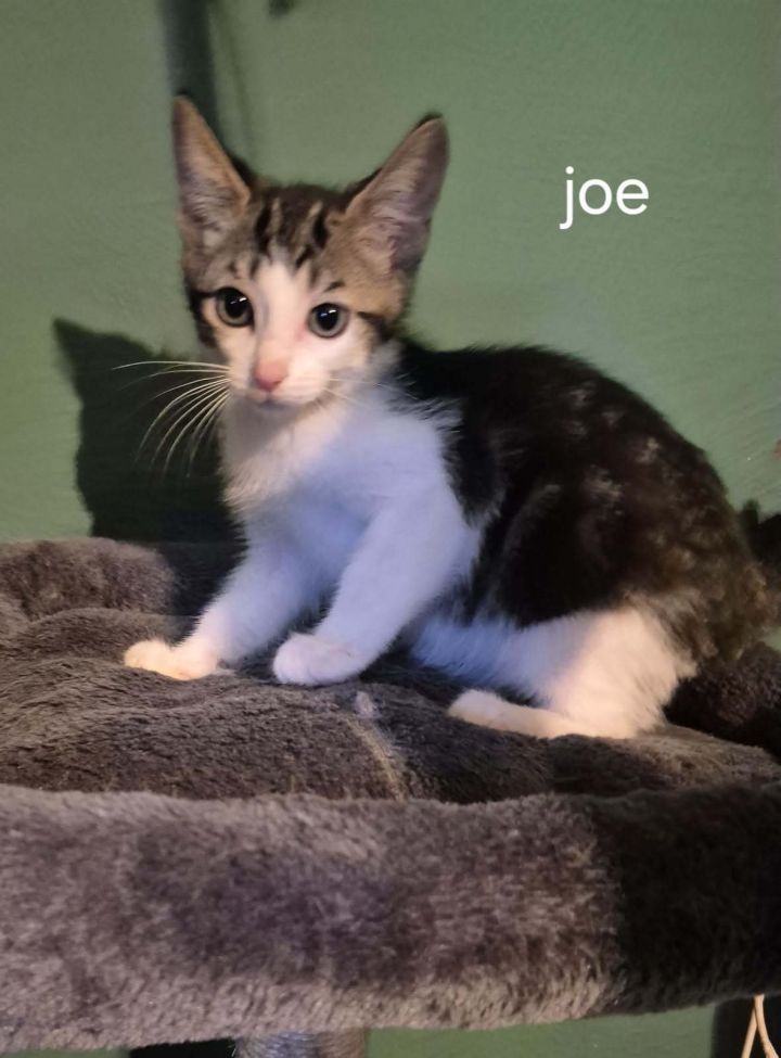 Joe 2