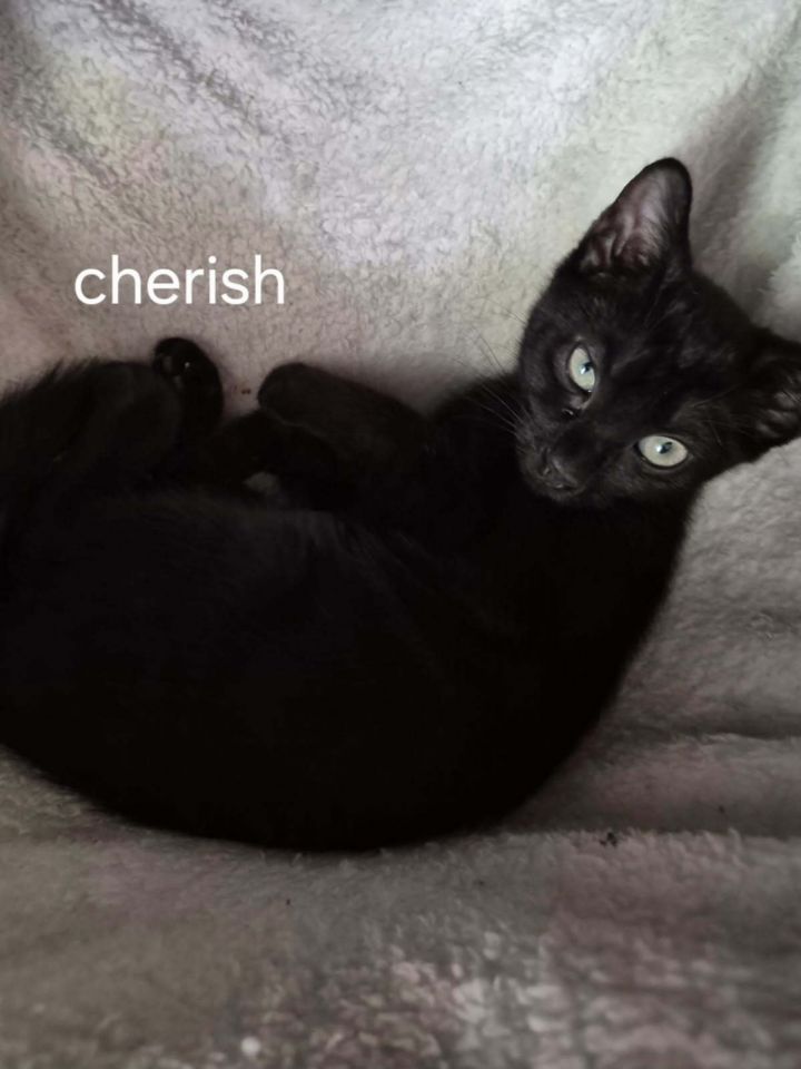 Cherish 1