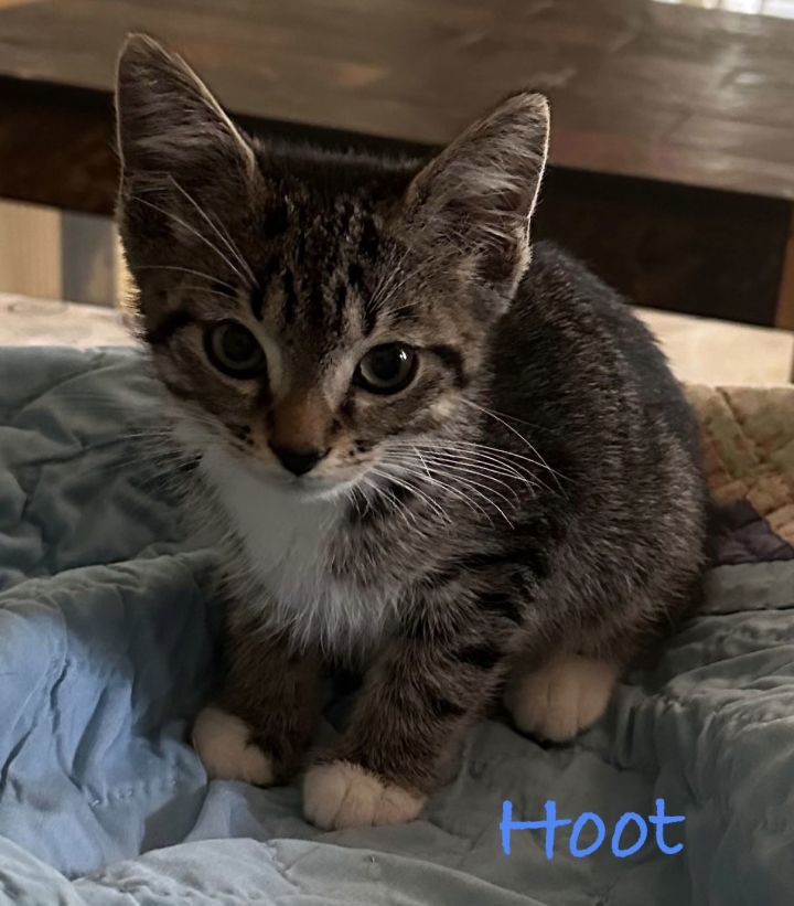 Hoot 3