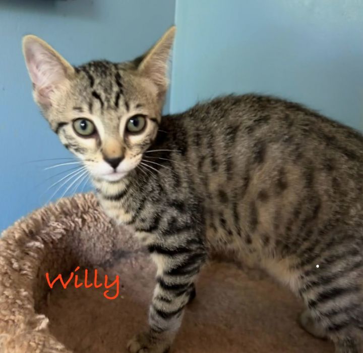 Willy 3