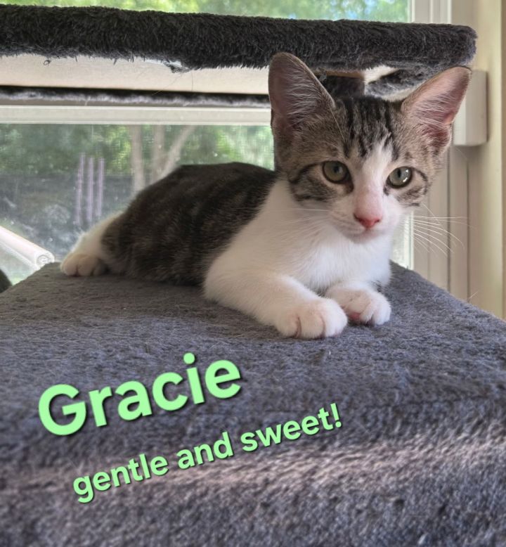 Gracie 1