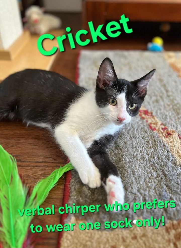 Cricket 1