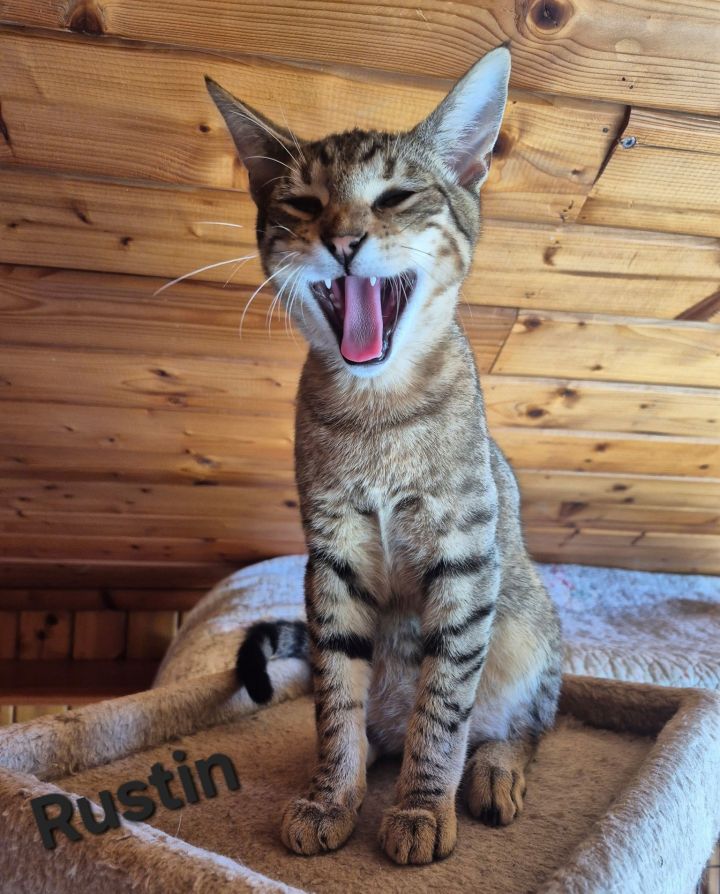 Rustin 1