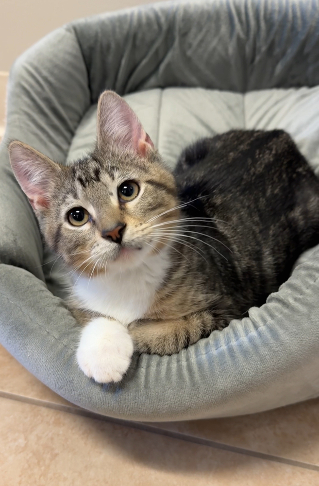 Pip