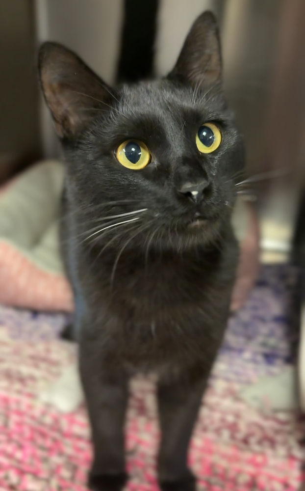 Mink, an adoptable Domestic Short Hair in Bemidji, MN, 56601 | Photo Image 1
