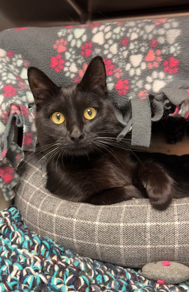 Mink, an adoptable Domestic Short Hair in Bemidji, MN, 56601 | Photo Image 2