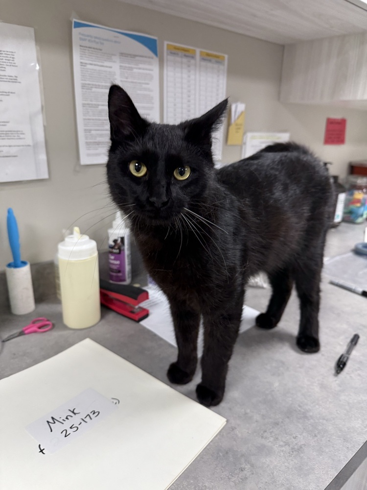 Mink, an adoptable Domestic Short Hair in Bemidji, MN, 56601 | Photo Image 3