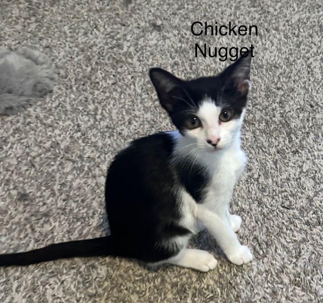 Chicken Nugget
