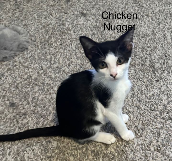 Chicken Nugget 1