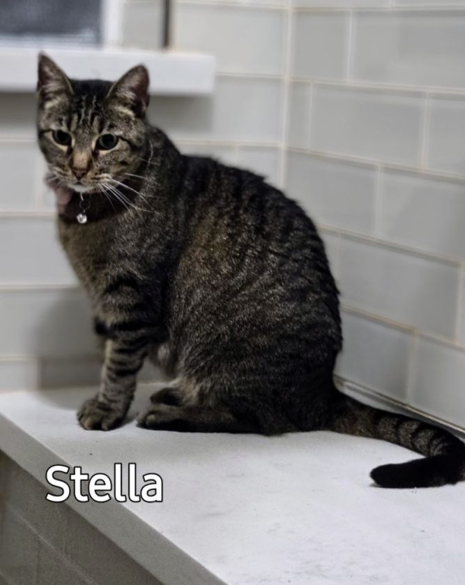 Stella