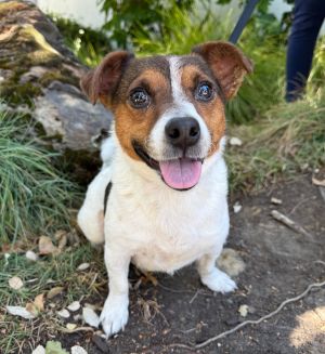 Stella, Adult Female unknown