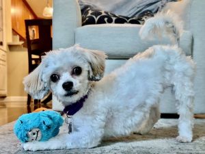 Annabelle Maltese Dog