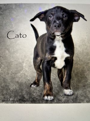 Cato, Baby Male unknown