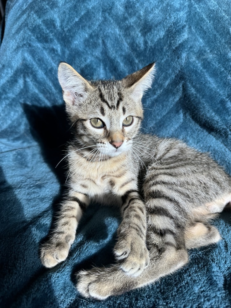 Grape Fanta, an adoptable Domestic Short Hair in Colorado Springs, CO, 80920 | Photo Image 1
