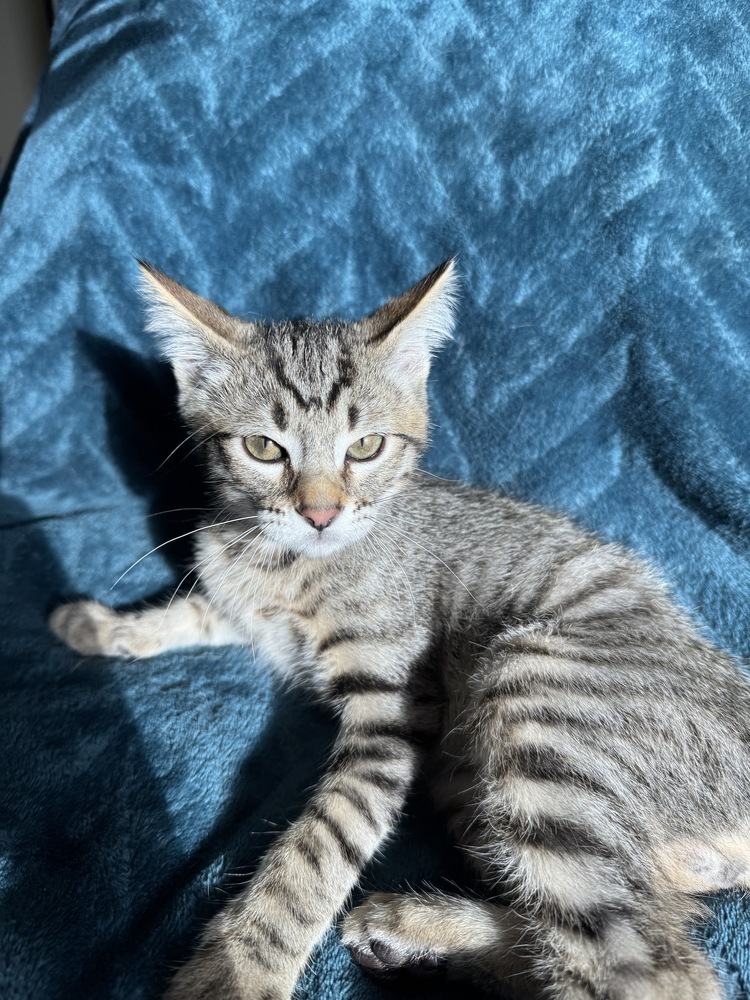 Grape Fanta, an adoptable Domestic Short Hair in Colorado Springs, CO, 80920 | Photo Image 2