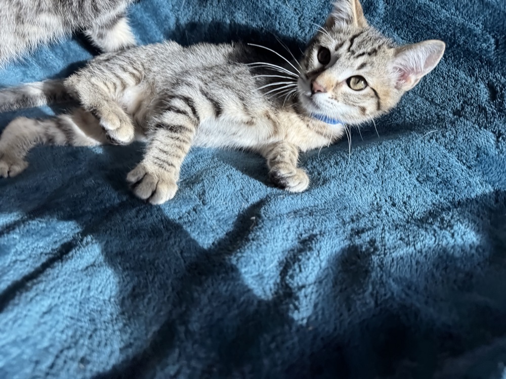 Grape Fanta, an adoptable Domestic Short Hair in Colorado Springs, CO, 80920 | Photo Image 3