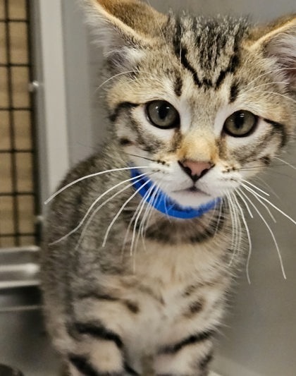 Grape Fanta, an adoptable Domestic Short Hair in Colorado Springs, CO, 80920 | Photo Image 5