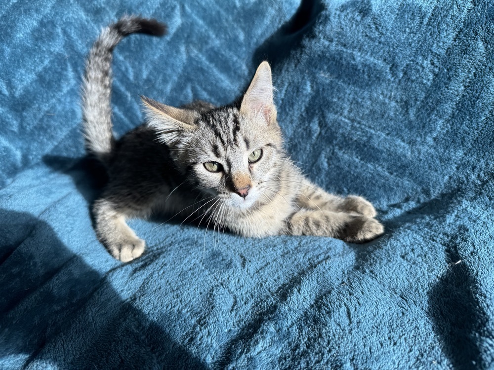 Orangeade, an adoptable Domestic Short Hair in Colorado Springs, CO, 80920 | Photo Image 1