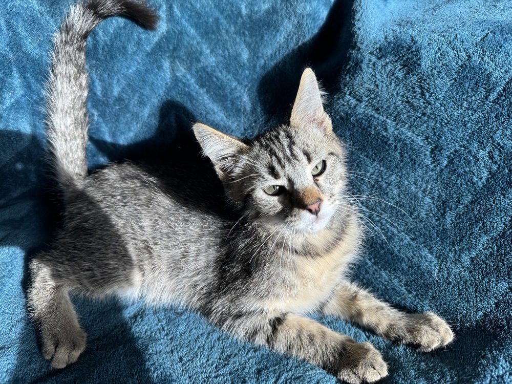 Orangeade, an adoptable Domestic Short Hair in Colorado Springs, CO, 80920 | Photo Image 2