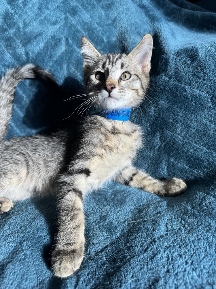 Orangeade, an adoptable Domestic Short Hair in Colorado Springs, CO, 80920 | Photo Image 3