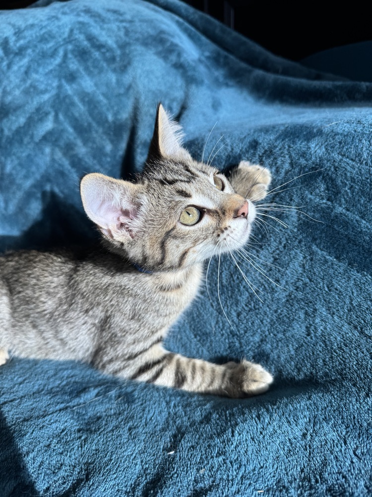 Orangeade, an adoptable Domestic Short Hair in Colorado Springs, CO, 80920 | Photo Image 4