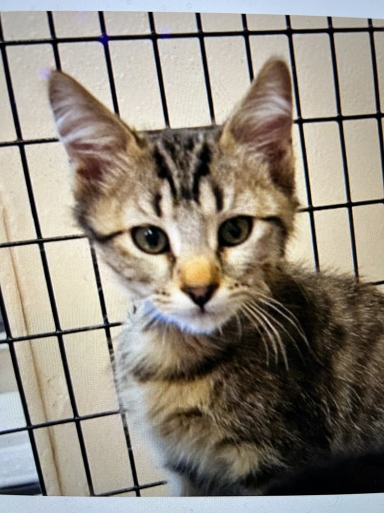 Orangeade, an adoptable Domestic Short Hair in Colorado Springs, CO, 80920 | Photo Image 5