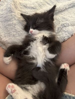 YANKEE DOODLE, Baby Male unknown