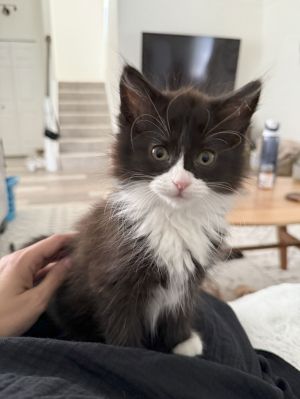 BETSY ROSS, Baby Female unknown