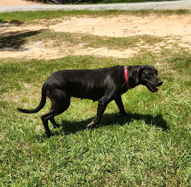 Penny