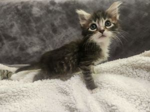 Fluffer, Baby Male unknown