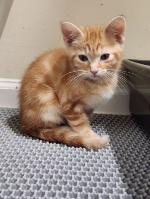 Homer, Baby Male unknown