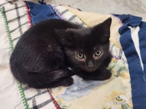 Pixie, Baby Female unknown