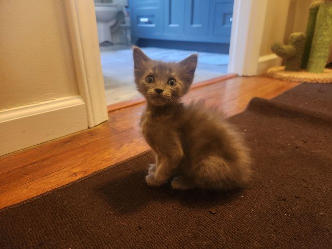 Little Little