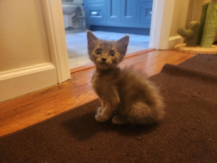 Little Little 1