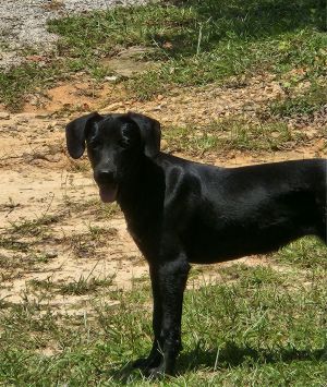 Piper, Young Female unknown