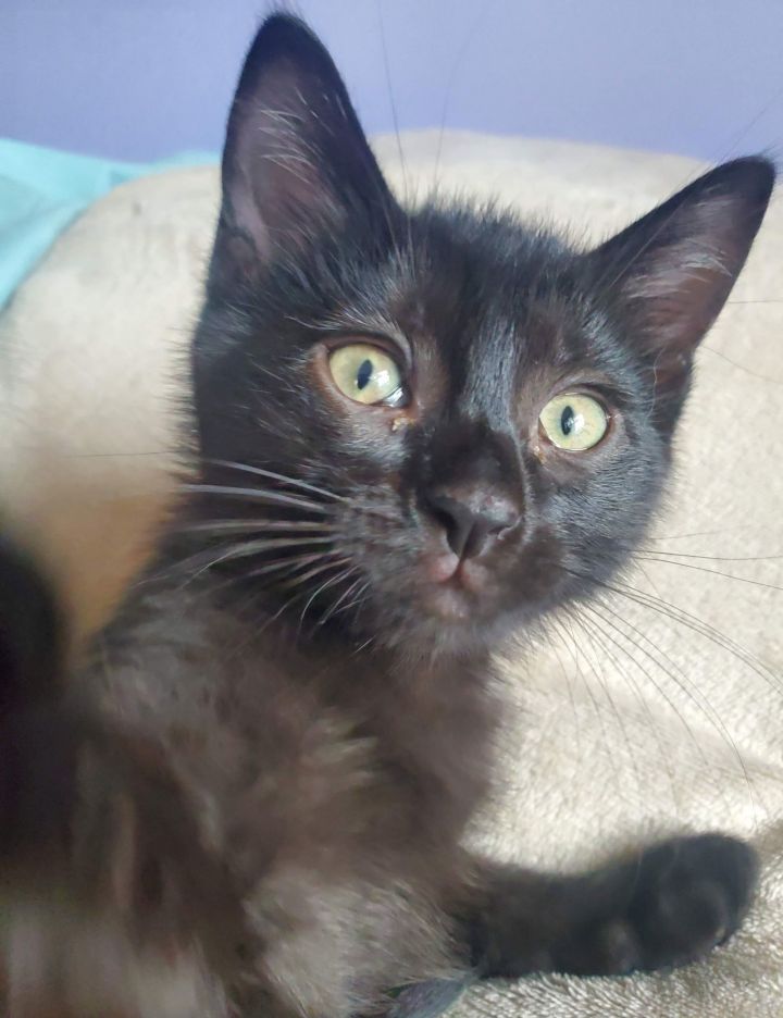 Coal 2
