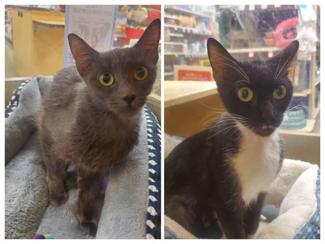 Murie and Scarlet (bonded pair)