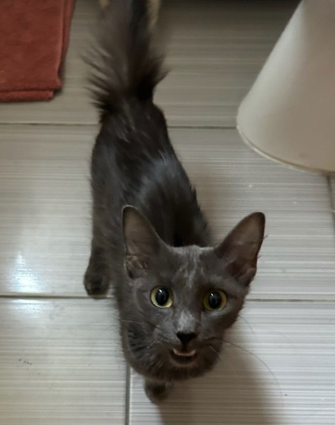 Murie and Scarlet (bonded pair) 2